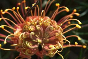 Grevillea Superb